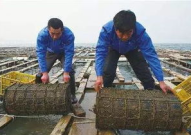 海参养殖技术,从苗种繁育到健康养殖的全方位解析