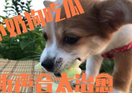 娱乐吃瓜酱小奶狗,揭秘娱乐圈的甜蜜与苦涩